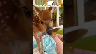 Man Rescues Fawn From Window Well deer babydeer shorts [upl. by Eibrad]