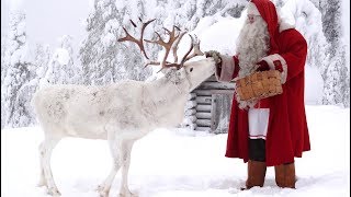 Reindeer dog of Santa Claus🐕🦌🎅 Finnish Lapphund Father Christmas Rovaniemi Lapland Finland Pello [upl. by Iddo666]