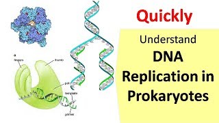 DNA Replication in Prokaryotes [upl. by Dietsche]