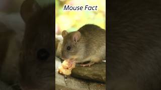 Awesome Fact  Mouse Fact  Interesting Fact In Urdu shorts isroshortsfeed [upl. by Crispin]