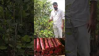 Red Sandalwood Plants  Red Sandal wood  Red Sandalwood Full Information  Ashok Chakra Nursery [upl. by Jayne]