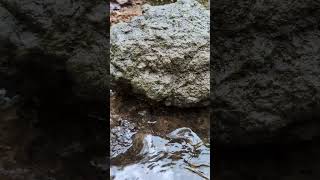 crab was hiding behind the stones 😊🦀 hello like crab in gentle water nature water travel beauty [upl. by Aynatal]