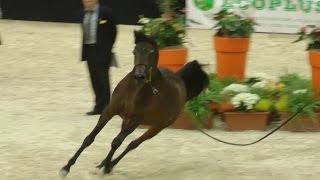 Cavalli Arabi Bellissimi \ Arabian Horses  Fieracavalli Verona 2015 [upl. by Suzy]