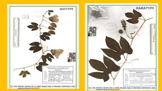 Holotype  Isotype  Paratype  Syntype  Lectotype  Neotype  Epitype  Nomenclatural Types [upl. by Leontyne553]