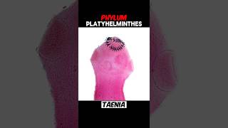 PART 2  PHYLUM PLATYHELMINTHES phylumplatyhelminthes platyhelminthes  EXPLAIN PLATYHELMINTHES [upl. by Ardine]