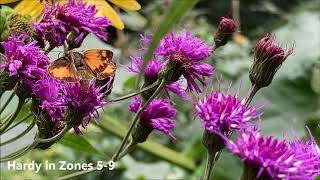 New York Ironweed [upl. by Yentrok]