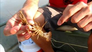 How to Hook a Crawdad Crawfish for Catfish and Bass [upl. by Eybbob]