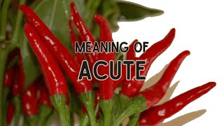 What is the meaning of Acute [upl. by Rame]