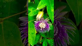 passion flower amazingfacts flowers plants knowledge trending nature [upl. by Rovner]