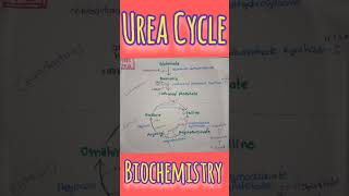 Urea Cycle Biochemistry shorts ureacycle shortsfeed viral biochemistry bpharmacy [upl. by Htebi]