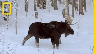 Rare Video Moose Loses an Antler  National Geographic [upl. by Aram]