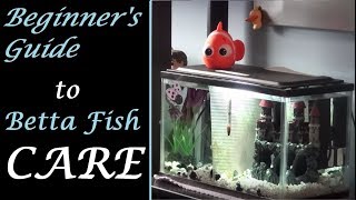 Beginners Guide to Betta Fish Care [upl. by Marie-Ann330]