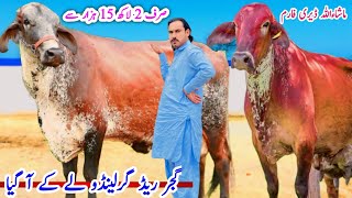 Mashallah Dairy Farm  Red Garlando Cow  Friesian cows And HF Cows  Pk Janwar Mandi 14 July 2024 [upl. by Sined]