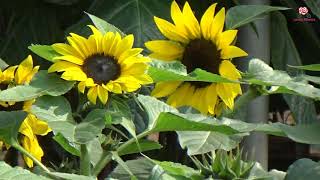 Helianthus annuus  sunflower [upl. by Sullivan41]