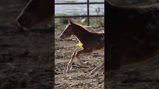 The 3 FASTEST Land Animal Babies That Run Within Days [upl. by Jacynth5]