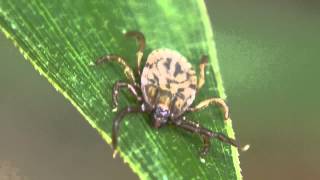 フタトゲチマダニ Haemaphysalis longicornis [upl. by Pauli]