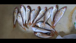 How to Catch Job Fish threadfin bream Using Jig 🎣🐟 II Randy Fishing TV [upl. by Ruscio]