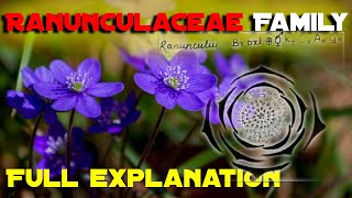 Ranunculaceae family Vegetative Characters HabitCalyxCorollaGynoeciumAndroeciumFloral formula [upl. by Anaiad]