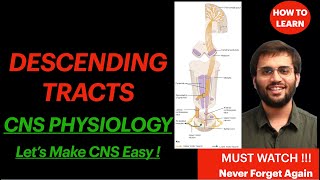 Neuroanatomy Descending Tract CNS Physiology Pyramidal Tract Spinal Cord Explanation  Mnemonic [upl. by Ssilem]