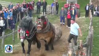 Istorijska pobjeda TARZANA I HERKULESa na Ravnoj Romaniji 2018 [upl. by Iphlgenia]