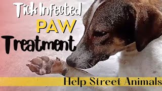 How To Treat Tick Infected Paw On Dog [upl. by Inahc]