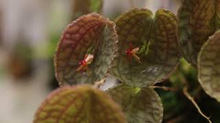 Lepanthes tentaculata Species Spotlight February 14 2023 [upl. by Aihsenal]