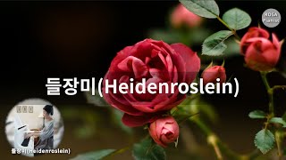 들장미Piano  Heidenroslein [upl. by Steffi]