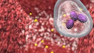 Bacterial infection and host response [upl. by Agbogla522]