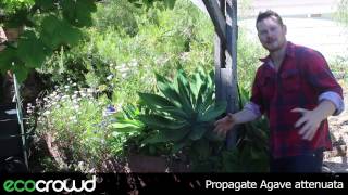 How to Propagate Agave attenuata [upl. by Gretta]