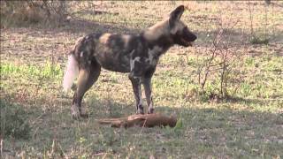 African Painted Dog Gets Baby Impala [upl. by Cheryl]