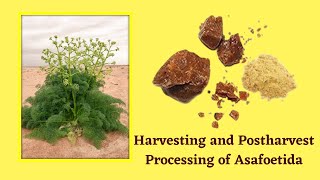 Harvesting and Post harvest Processing of Asafoetida [upl. by Saffian]