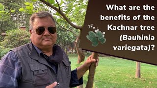 What are the benefits of the Kachnar tree Bauhinia variegata [upl. by Ytte]