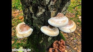 Birkenporlinge ernten und verarbeiten  Heilpilz  Vitalpilz  Piptoporus Betulinus [upl. by Pine]