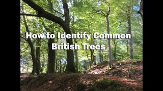 How to identify common British trees [upl. by Enelrak]