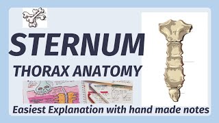 Sternum Anatomy  Bone  Manubrium Sternal Angle Xiphoid process  joints of sternum [upl. by Alyacim]