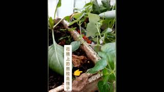 吃過Peppergrass胡椒草嗎，它可煮湯，炒蛋或拌沙拉生吃 [upl. by Menard]