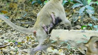 OMG Little Monkey Elpida Holding NEw Baby Running away from Ma and all [upl. by Gerrie279]