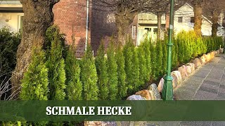 Welche Arten eignen sich für eine schmale Hecke [upl. by Ardnikal]