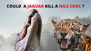 Jaguar vs Nile Crocodile which is stronger [upl. by Bacon]