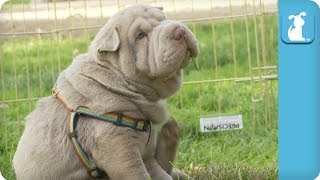 Wrinkly Shar Pei Puppy Gives Himself a Good Scratch  Puppy Love [upl. by Devitt]