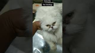 Feline Calicivirus FCV fcv cats calicivirus symptoms treatment [upl. by Dom]