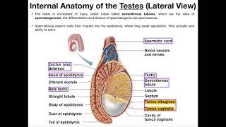 Male Reproductive Anatomy  Ejaculatory Pathway amp Semenoegnic Glands [upl. by Aurelius]