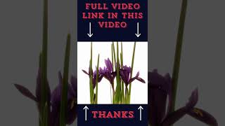 Timelapse Top Beautiful Flowers Must Watch shorts viral trending 18 [upl. by Bosch]