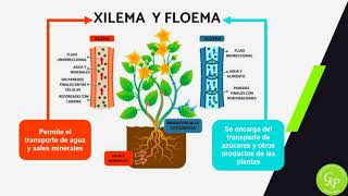 3ERA CLASE  CCNN quotEL XILEMA Y EL FLOEMAquot 5TO GRADO  EGP [upl. by Merton314]