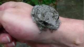 Gray Tree Frogs  Male And Female In HD [upl. by Lenroc]