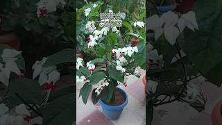 Bleeding Hearts flower in my Garden 🌸 shorts odia youtubeshorts flowers trending [upl. by Jewell834]