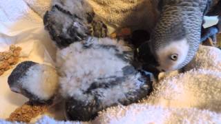 African Grey Parrot Babies 51813 [upl. by Kcirddot]