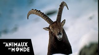 Les seigneurs de lhiver  Chamois  Bouquetins  Alpes [upl. by Greene590]