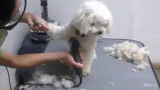 Curso Básico de Peluquería Canina  Paso 1 Corte Inicial [upl. by Amann]