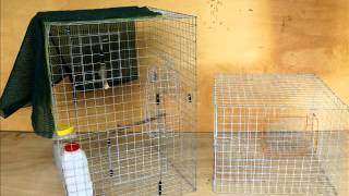 How to build a PG Trap for Indian Mynas [upl. by Aivitnahs]